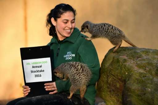 A zookeeper poses with meerkats during the annual compulsory stocktake at London Zoo on January 4, 2016
