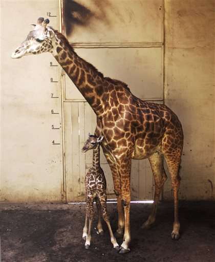 Baby giraffe born at Santa Barbara Zoo seen on video