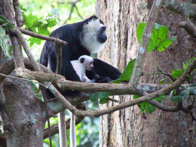 Baby monkeys grow faster to avoid being killed by adult males
