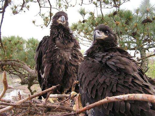 Bald eagles making strong recovery in Virginia