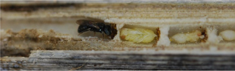 Bee populations expanded during global warming after the last Ice Age
