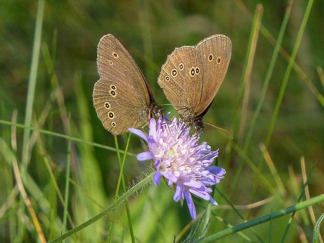 Being systematic about the unknown: Grid-based schemes could improve butterfly monitoring