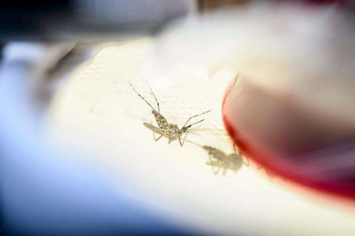 Benign bacteria block mosquitoes from transmitting Zika, chikungunya viruses