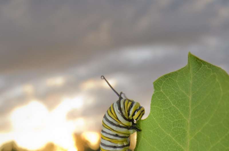 Beyond milkweed: Monarchs face habitat, nectar threats