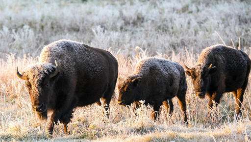Bison coming 'home' to Montana Indian reservation