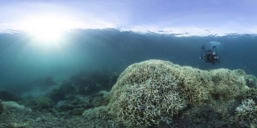 Bleaching is a phenomenon that turns corals white or fades their colours as they expel tiny photosynthetic algae, threatening a 