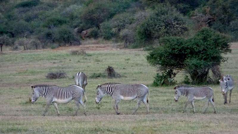 Bringing people together as scientists to save a zebra species