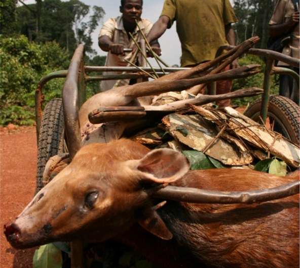 Bushmeat hunting drives biodiversity declines in Central Africa