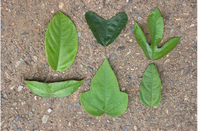 Butterflies use differences in leaf shape to distinguish between plants