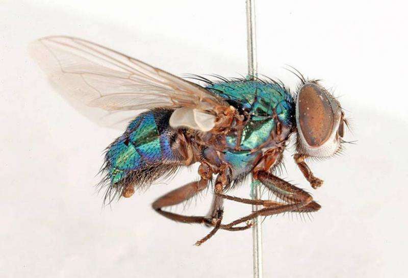Buzz, buzz, slap! Why flies can be so annoying