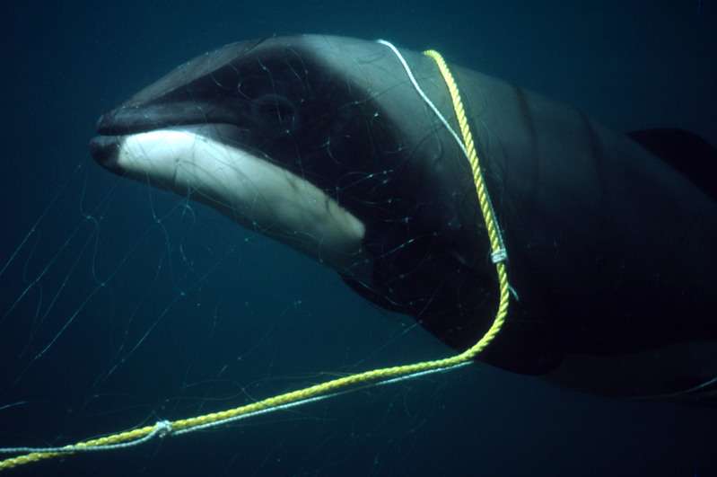 Bycatch is the biggest killer of whales
