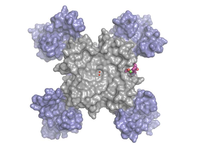 Calcium channel blockers caught in the act at atomic level