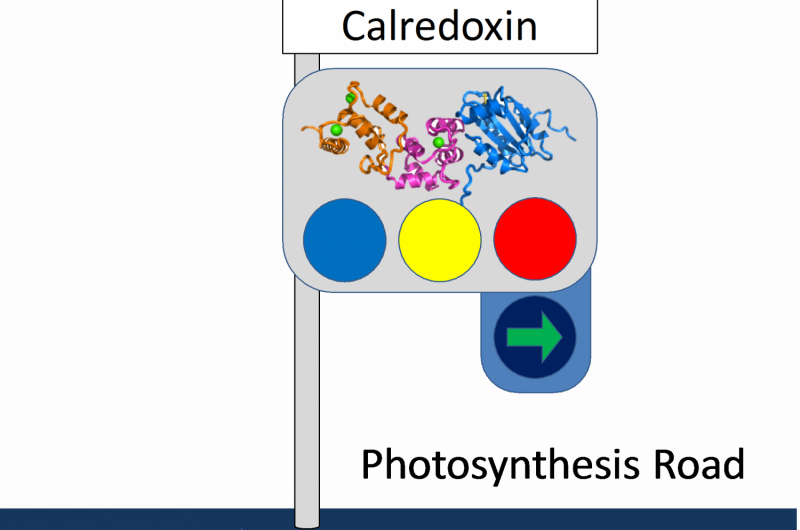 Calredoxin, a novel protein for promoting efficient photosynthesis