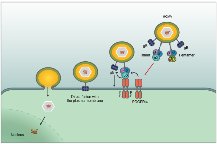 Cellular receptors for human cytomegalovirus discovered