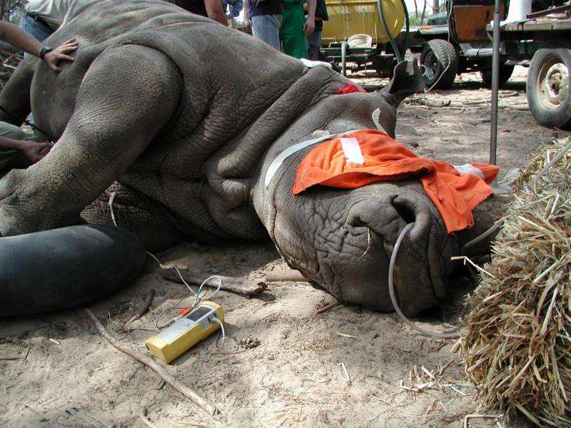 Checking the health of captive rhinos
