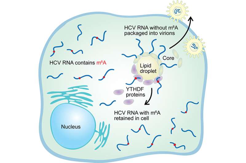 Chemical tags affect ability of RNA viruses to infect cells