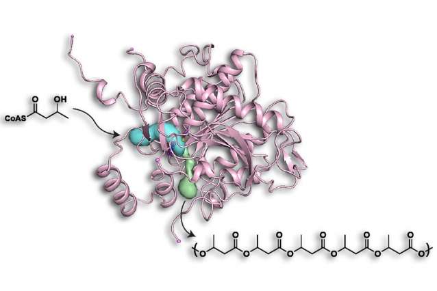 Chemists discover structure of bacterial enzyme that generates useful polymers