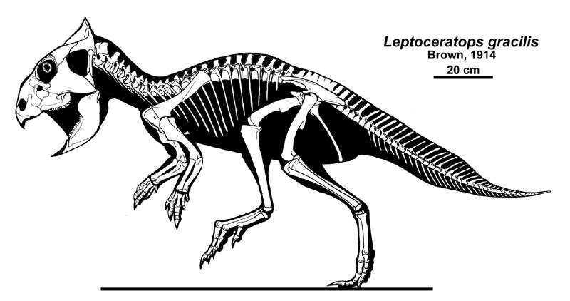 Chew on this! Mammal-like mastication for the dinosaur Leptoceratops