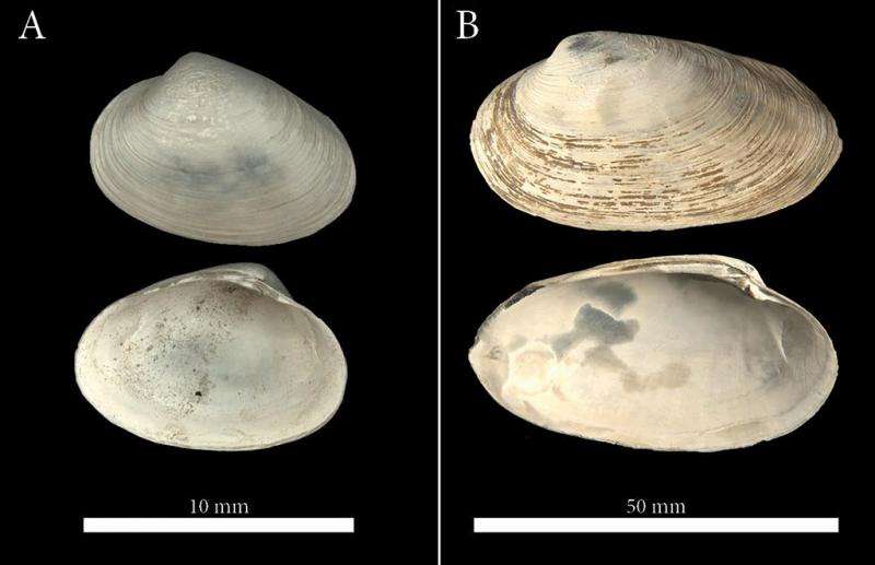 Clams help date duration of ancient methane seeps in the Arctic