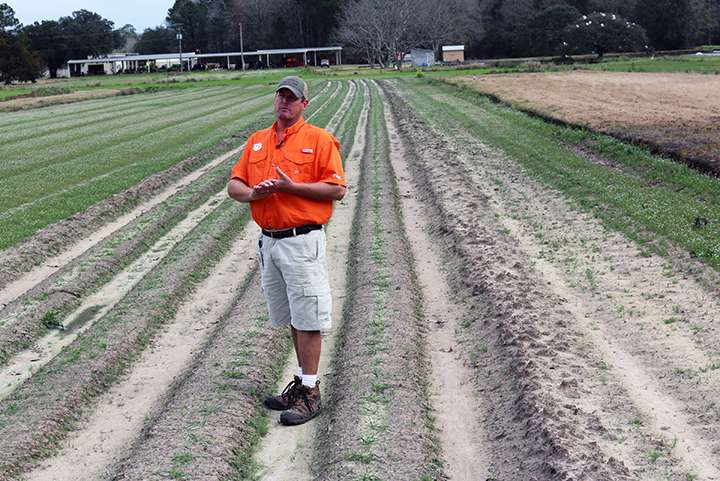 Clemson scientist helping to restore ancient Southern wheat