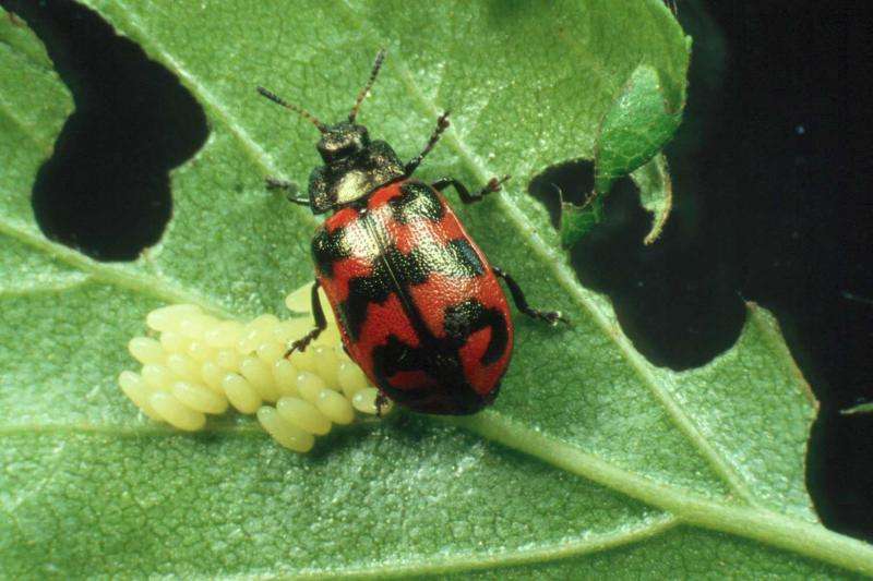 Climate warming sometimes—but not always—benefits insect pests