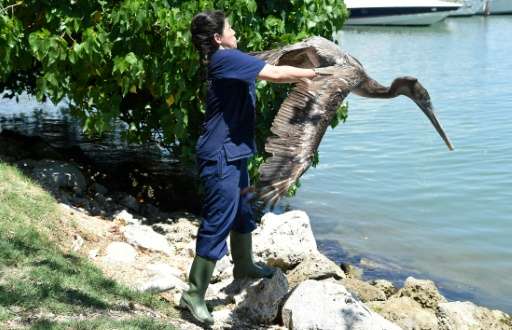 Clinic worker Carla Zepeda releases a pelican back into Biscayne Bay at the Pelican Harbor Seabird Station in Miami, Florida