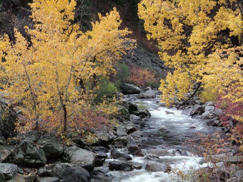 Cold mountain streams offer climate refuge: Future holds hope for biodiversity