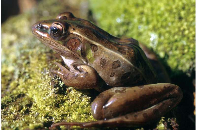 Combined effects of copper, climate change can be deadly for amphibians, research finds