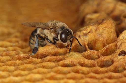 Common pesticide appears to reduce live bee sperm