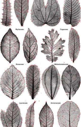 Computer vision can help classify leaves