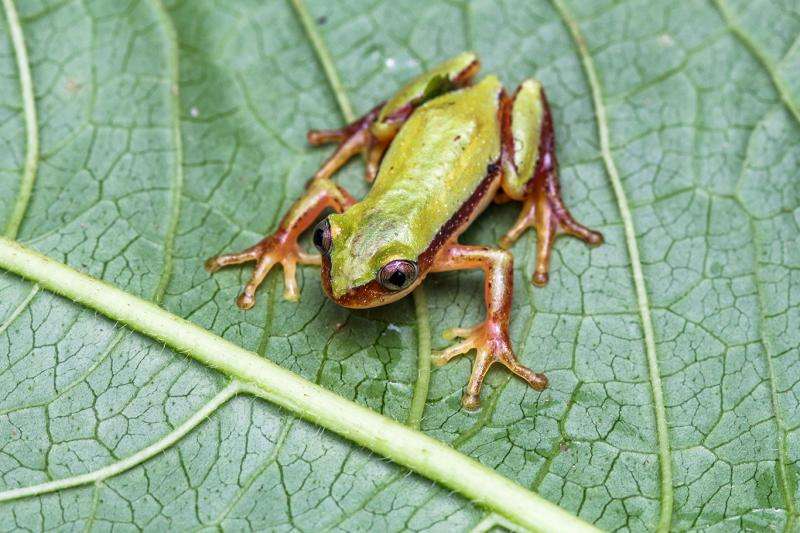 Conservation hopes up for the endangered banana frog restricted to Southwest Ethiopia