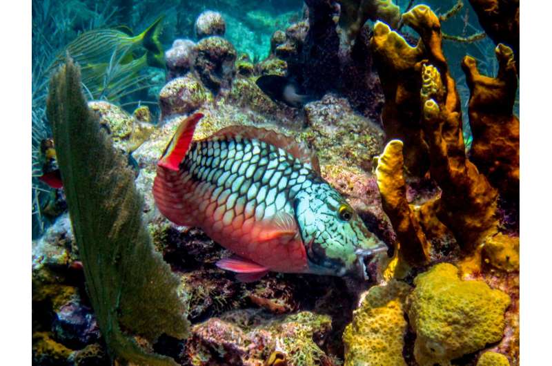 Coral reefs fall victim to overfishing, pollution aggravated by ocean warming