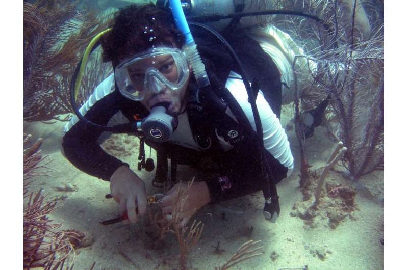 Corals survived Caribbean climate change