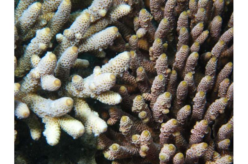 Coral stress test found in the genes