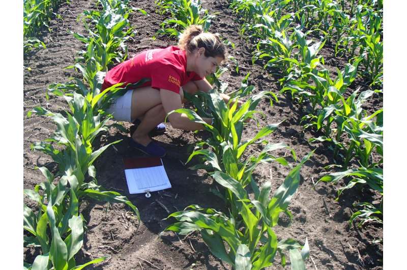 Corn yield modeling towards sustainable agriculture