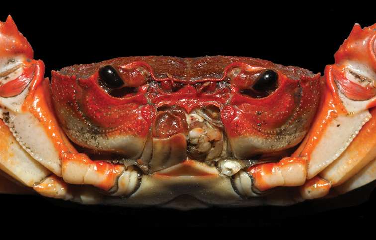 Crab from the Chinese pet market turns out to be a new species of a new genus