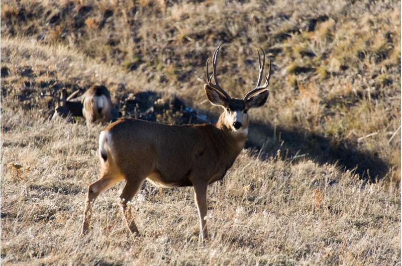 CSU uses test for chronic wasting disease to study brain ailments in people