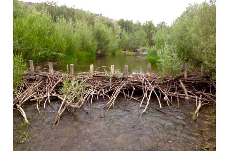 Dam good! Beavers may restore imperiled streams, fish populations