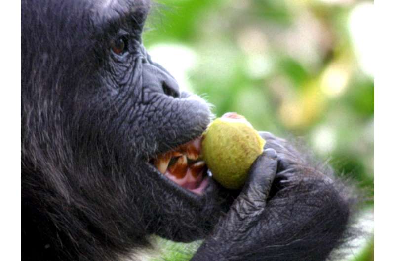Dartmouth-led study of chimpanzees explores the early origins of human hand dexterity