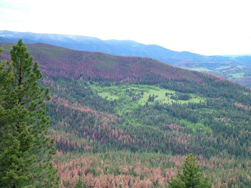 Dartmouth study provides new knowledge for managing tree-killing bark beetles
