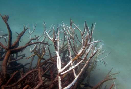 Dead and dying staghorn coral on the central Great Barrier Reef in May 2016