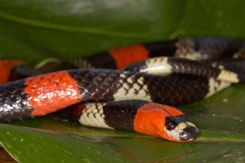 Deadly snakes or just pretending? The evolution of mimicry