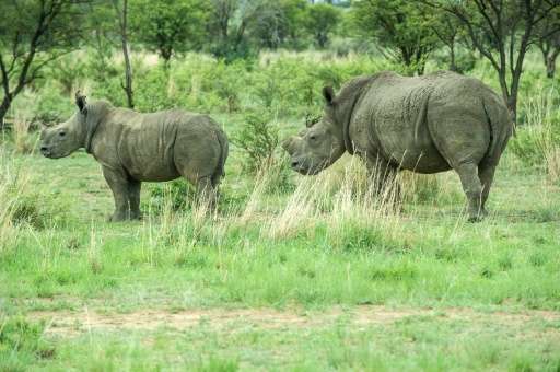 De-horned rhinos roam on the field at John Hume's Rhino Ranch in Klerksdorp, South Africa, on February 3, 2016