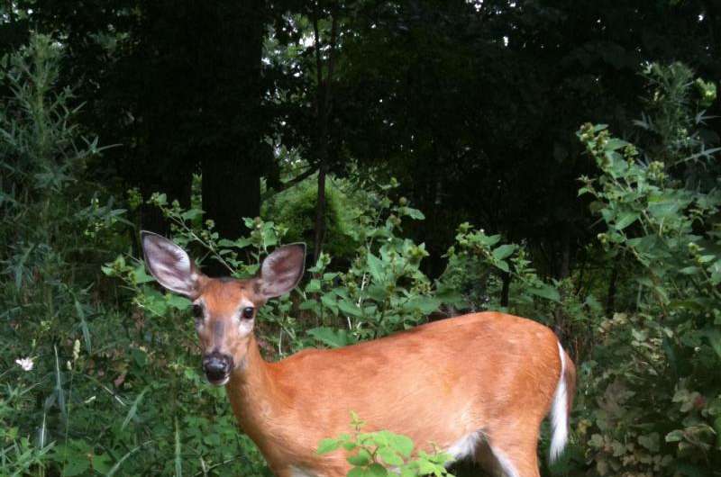 Discovery: Many white-tailed deer have malaria