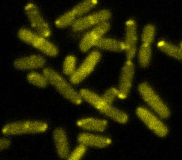 Discovery of mechanism that enables bacteria to elude antibiotics