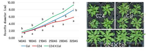 DNA methylation affects superiority of hybrid plants