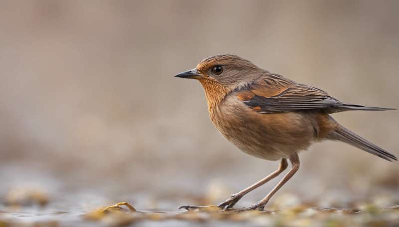 Do female birds mate with multiple males to protect their young?