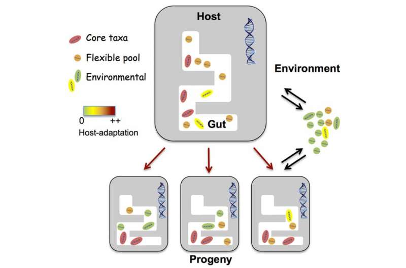 Do gut microbes shape our evolution?