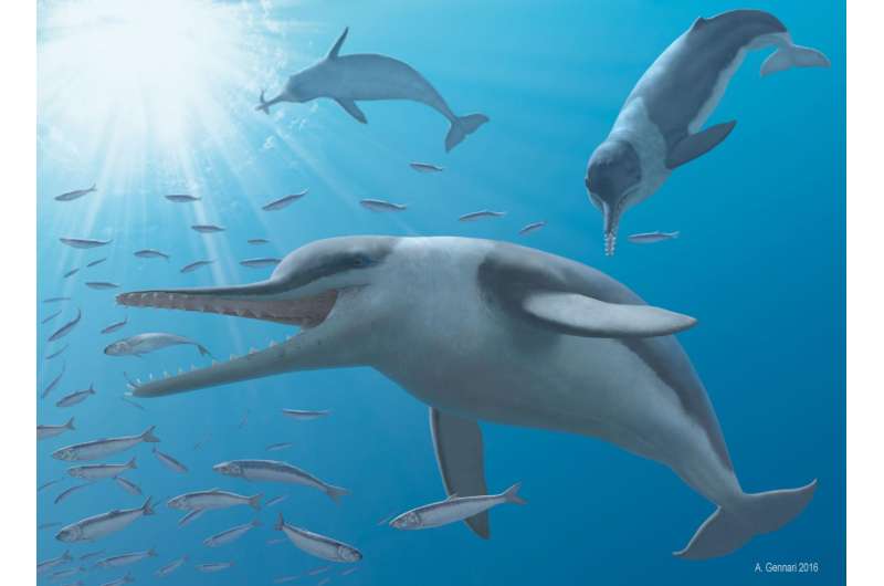 Echo hunter: Researchers name new fossil whale with high frequency hearing