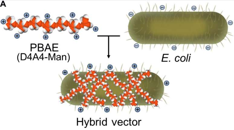 E. coli: The ideal transport for next-gen vaccines?
